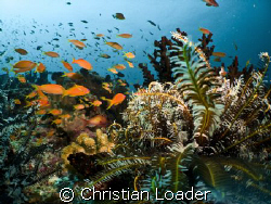 Anthias and Feather Star. Olympus SP350, Inon D2000 strob... by Christian Loader 